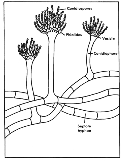 Aspergillus